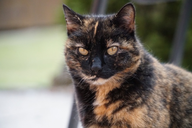 几月出生的龙最有福气