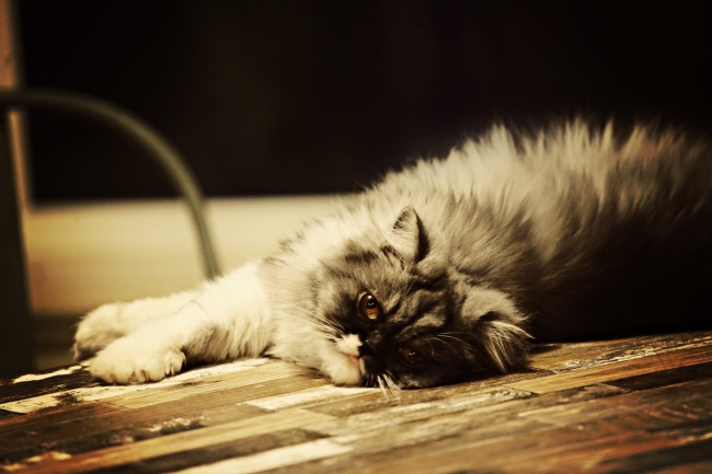 属兔一生的贵人和克星