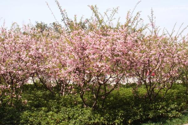 2001年出生属蛇女一生命运