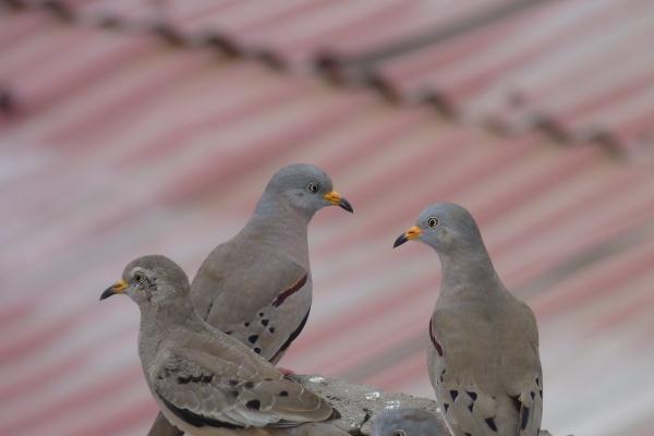 01属蛇人的情劫是哪一年