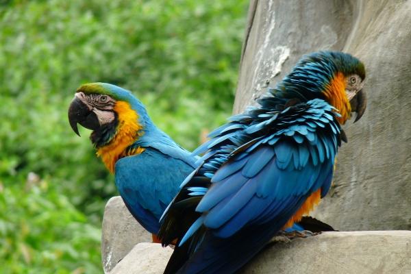 2025属羊的运势怎样