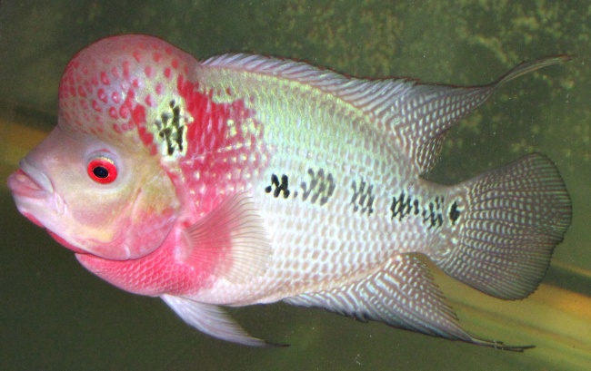 属猴女人最佳丈夫属相