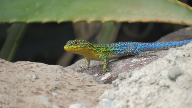 蛇和谁是天生一对