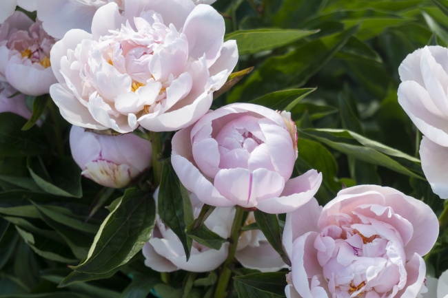 属鼠人孽缘正缘在二婚吗