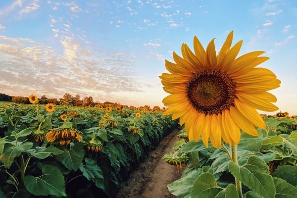 2007年属猪女2025高考运如何