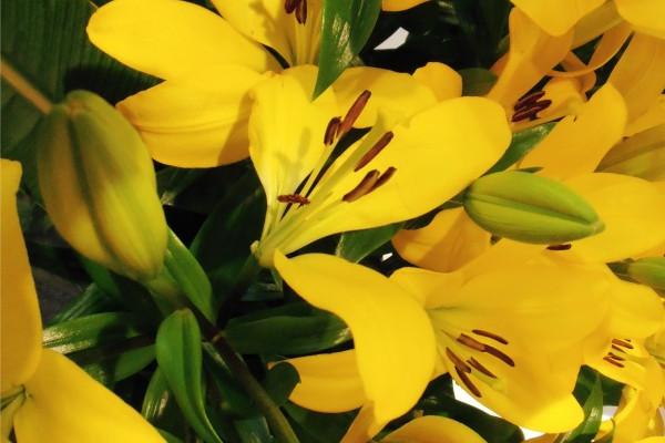 属虎的人鱼缸最佳位置