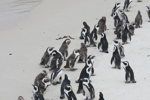 最信任龙女的生肖男