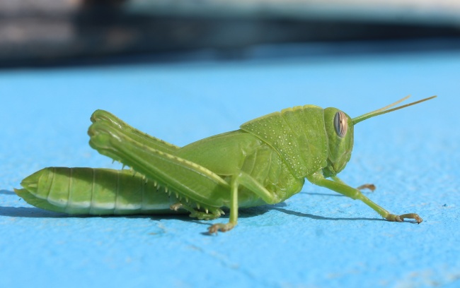1998属虎多少岁开始运气好