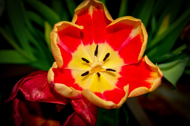 猪人2025运势如何