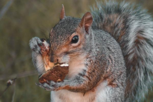 属猪人2025运势运程详解