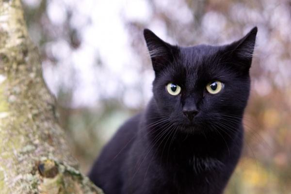 蛇的克星第一名