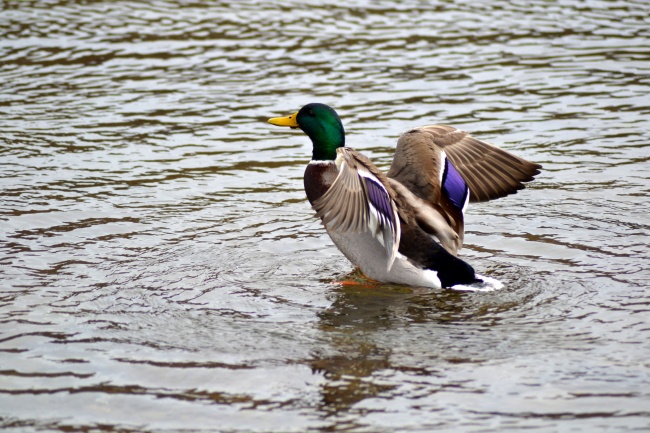 属龙人改运十大方法，属龙人改运最好的办法