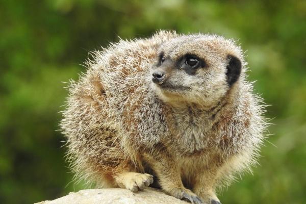 生肖牛2025年运势及运程