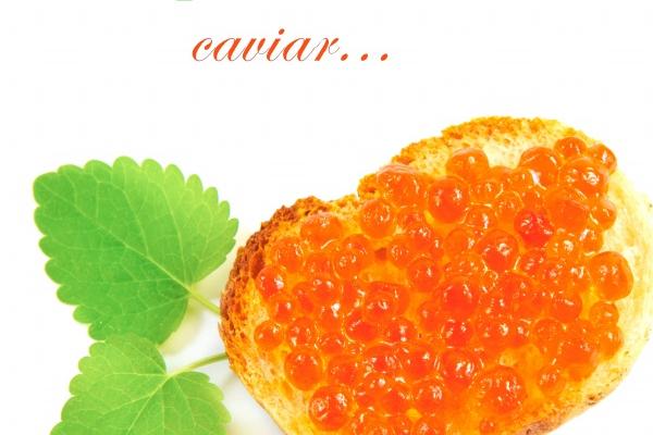 属兔白头偕老的生肖