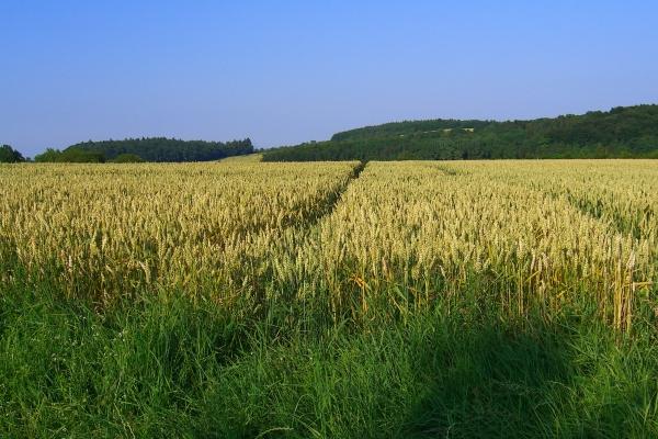 属牛出生不好六个日子