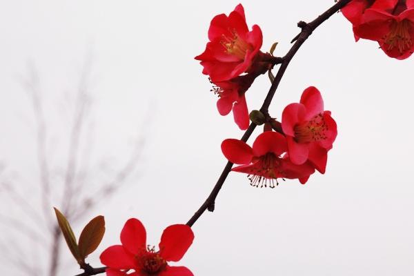 1983属猪的都是什么命