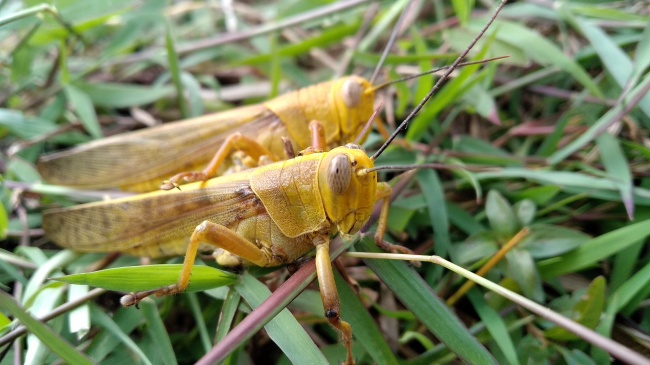 81年鸡属女人什么性格
