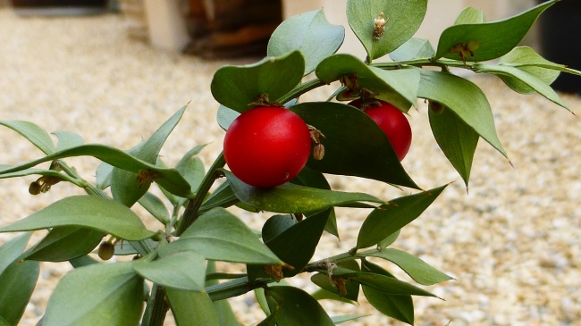 属兔的跟什么属相犯冲