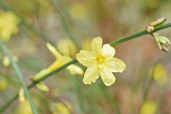 1984年属鼠一生运势及运程