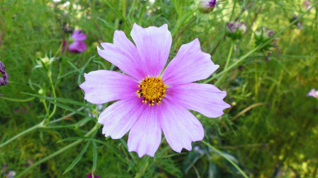 1984年属鼠人2027年每月运势