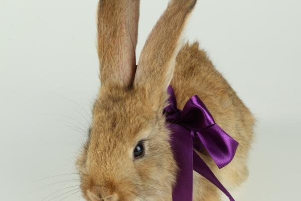 2025属蛇正月出生好吗