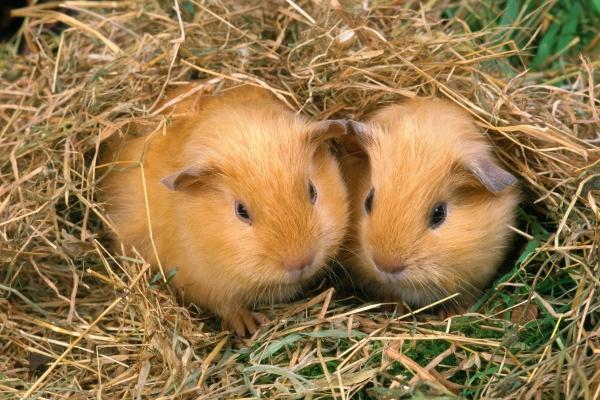 2025属兔人每月运势及运程如何