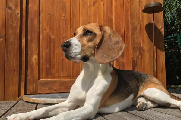 蛇男最宠哪个生肖女