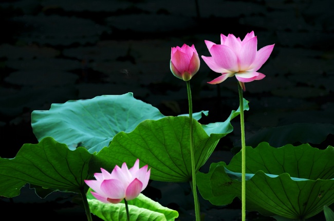 90年女马婚姻最终归宿