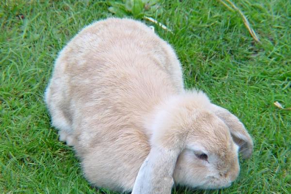 72年属鼠2026年运势及运程