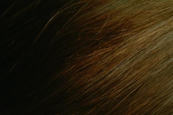 属牛最不敢惹的生肖