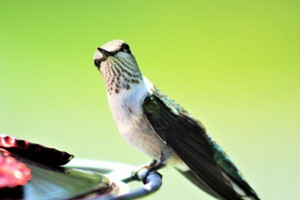 属兔人最好的方向