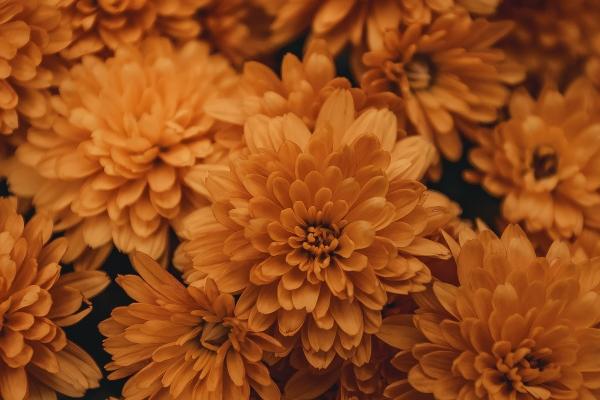 2025属龙犯太岁吗