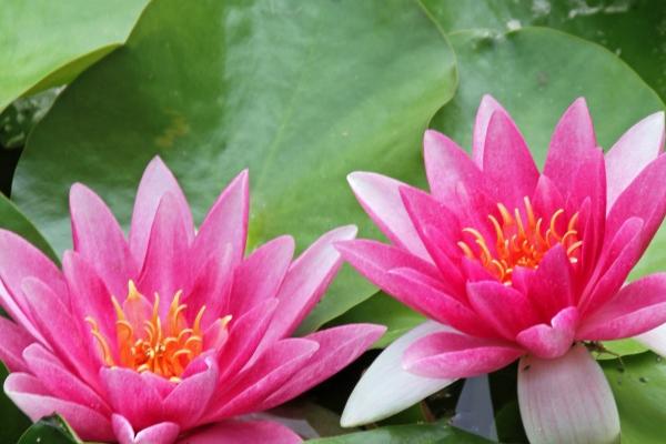 属鼠女最后嫁给了谁