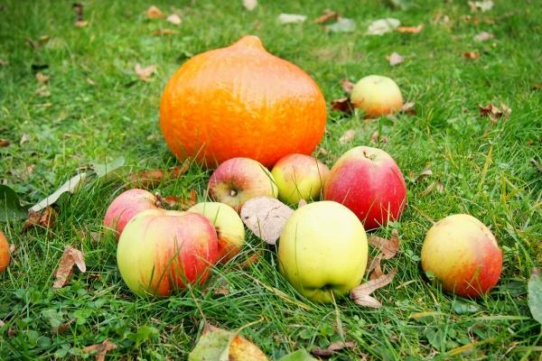 属龙女驾驭的生肖男