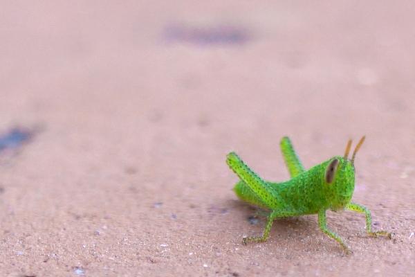 属龙初三出生好吗