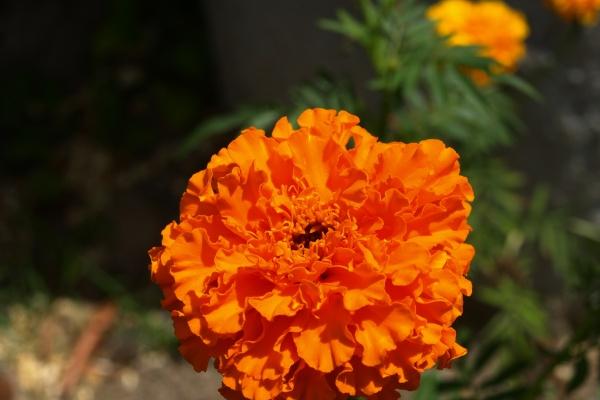 属兔戴金好还是戴玉好