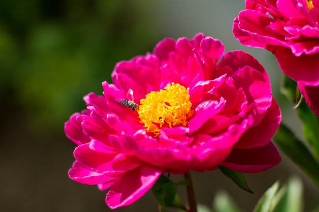 1984年属鼠的人运气怎么样