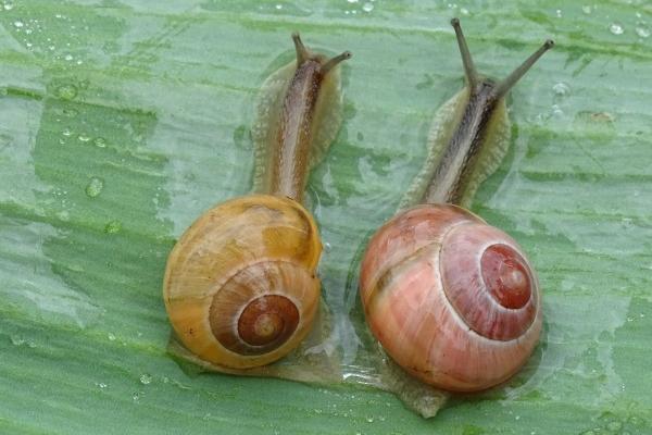 属龙哪年运势最好