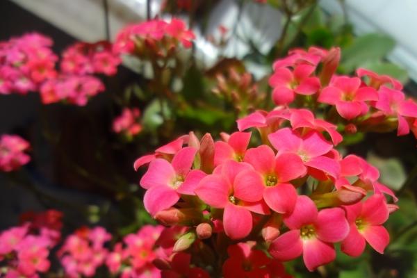 2025属猪犯太岁吗