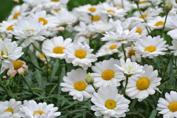 梦到黑脸男人有什么意思吗