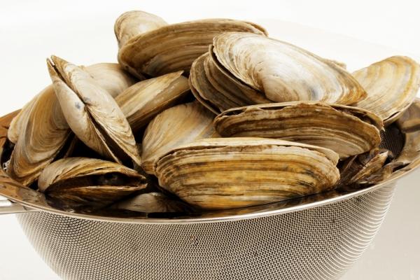 梦到了一群小动物会怎么样