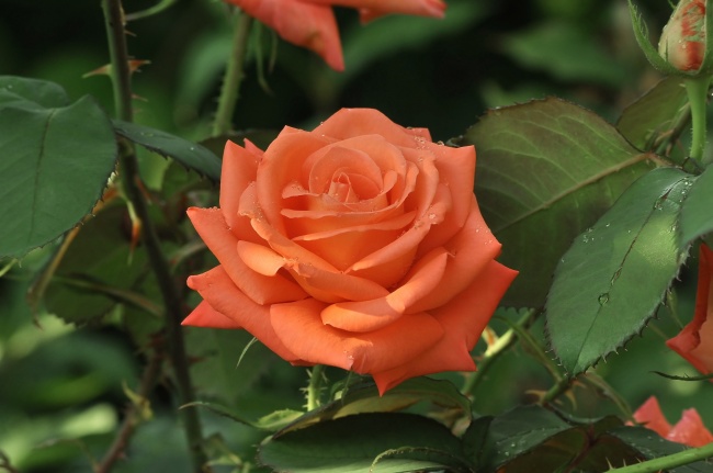 梦见黑色鸡什么预兆