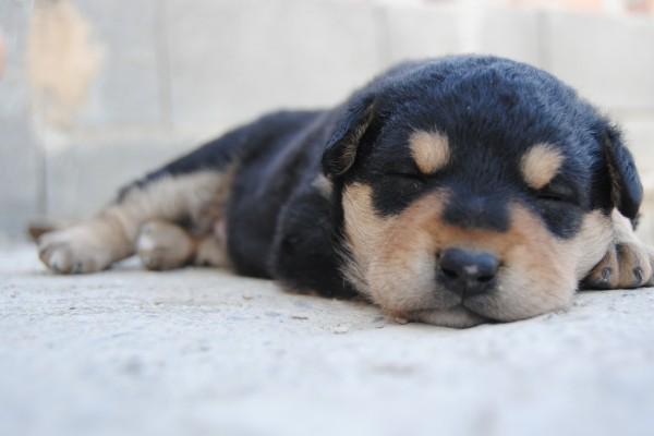 梦到了毛呢大衣有什么征兆