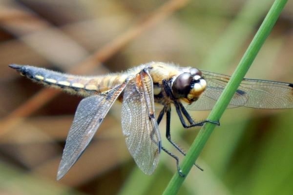 梦到了白茫茫是凶兆还是吉兆