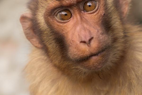 梦见大王蛇代表着什么？