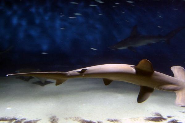 梦见冬瓜烂了是什么征兆