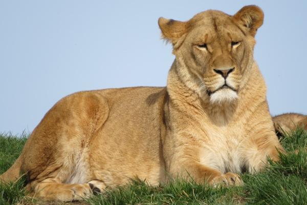 梦到了垃圾山意味着什么