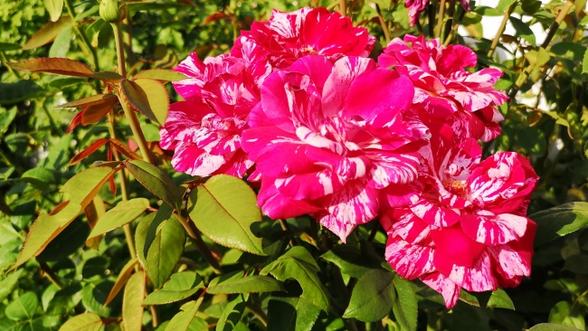 梦到了小孩子玩耍是好是坏