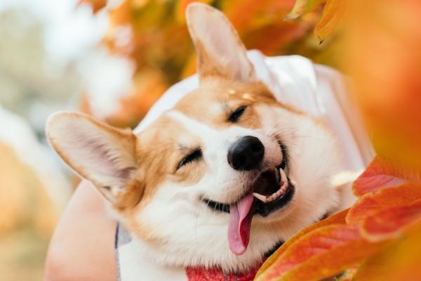 梦到找不到车钥匙意味什么