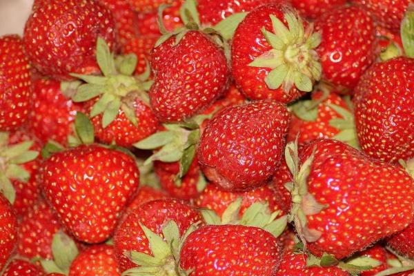 梦到了大型狗好不好